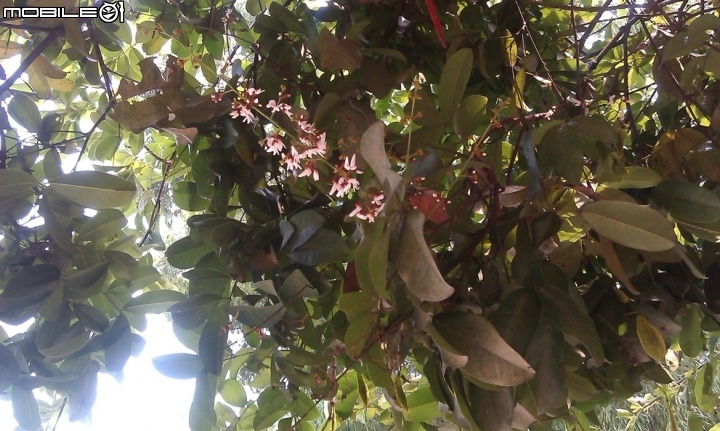 請問這是什麼樹種???