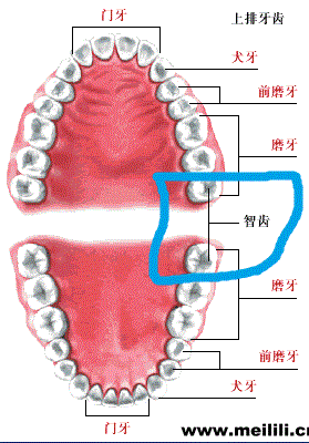 智齒你拔過了嗎???????????