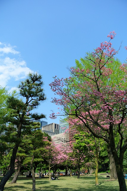 NIKON1 V1與櫻花的相遇