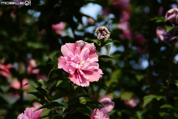 TAMRON AF18-200m F/3.5-6.3 不專業之北京開箱試拍+ Sony A330機身
