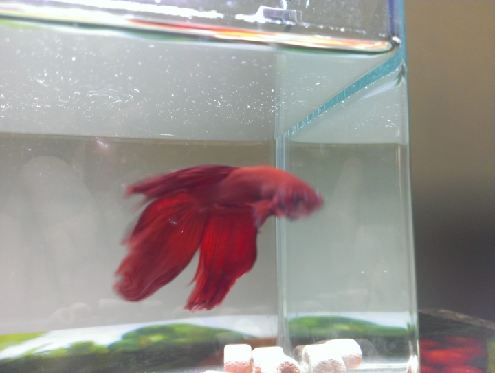 請求鬥魚高手救救我的魚...(圖)