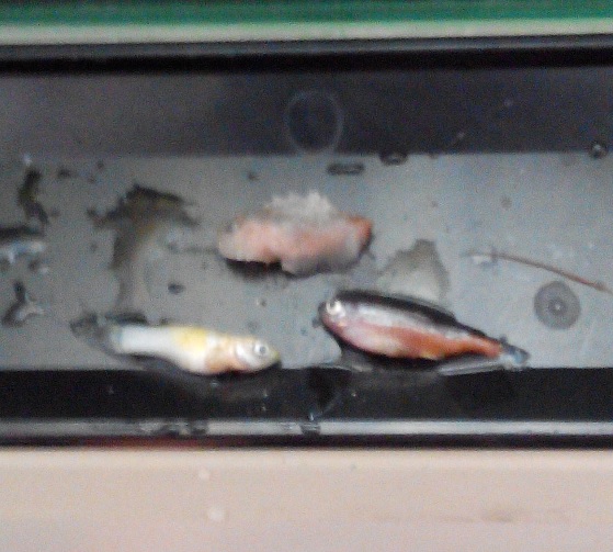 救救我的魚缸！(一直有魚死翹翹)