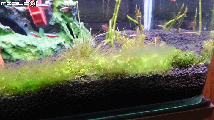 鬥魚夾尾 絲狀澡