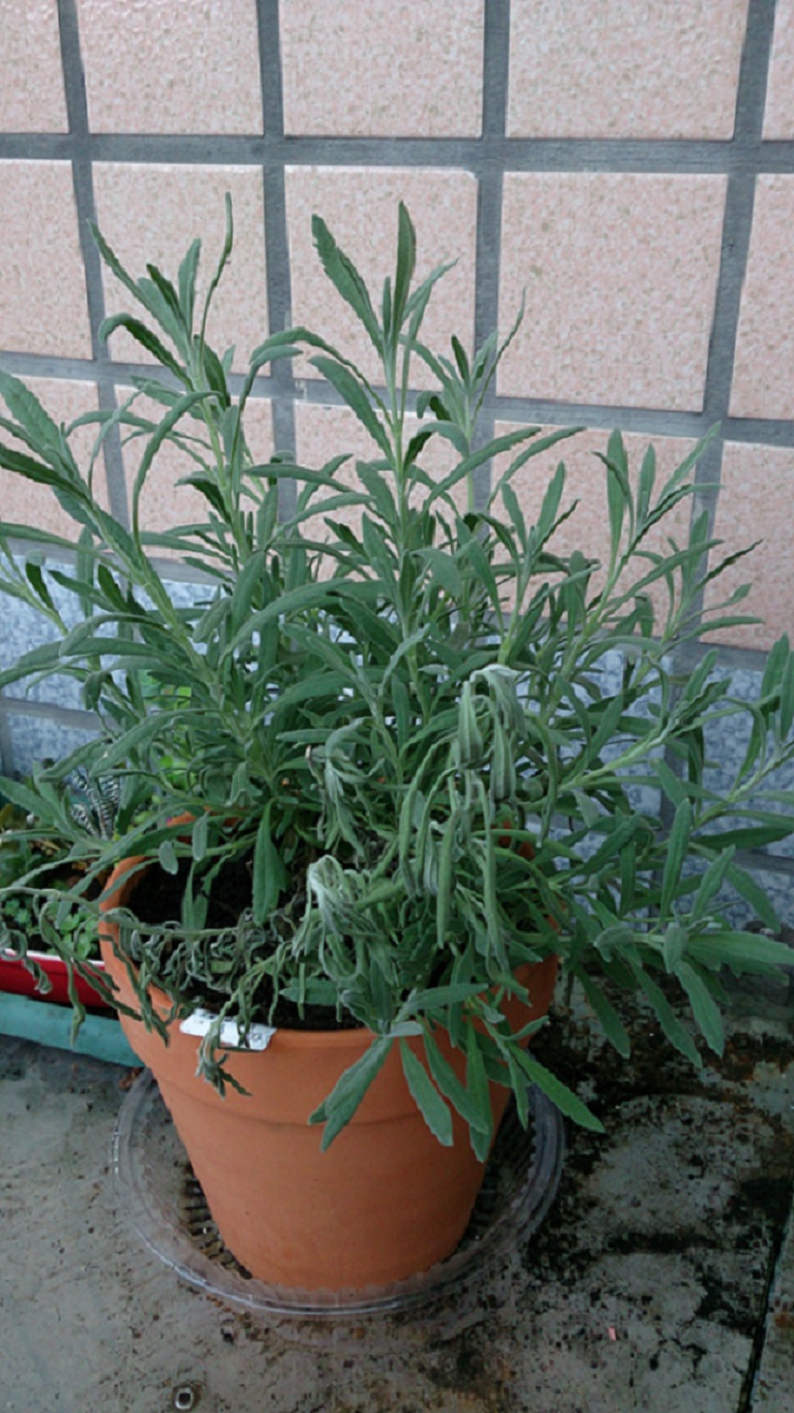 玫瑰天竺葵及甜薰衣問題