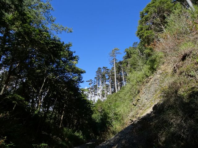 親子旅遊-大雪山森林遊樂區