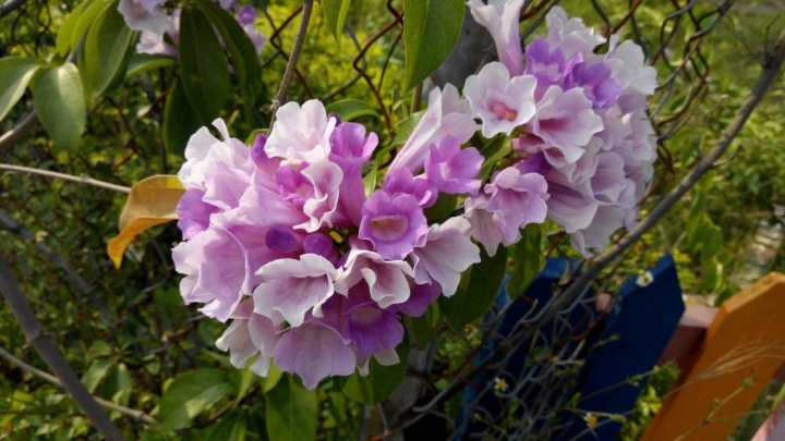 路上看到美麗的花, 但不知花名, 煩請知道的大大幫忙釋疑一下.. 感恩..