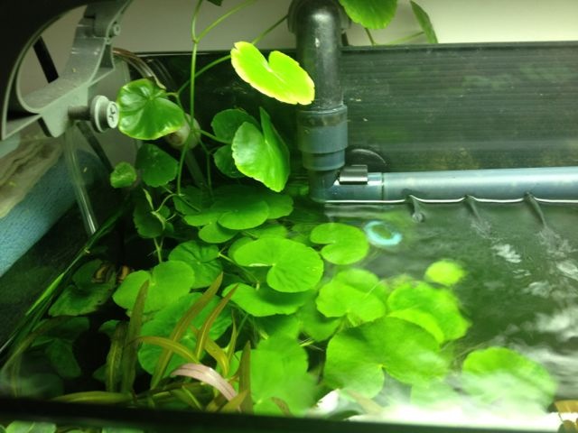 水草贈送