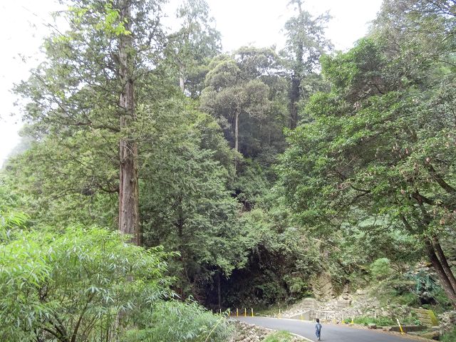 親子旅遊-大雪山森林遊樂區