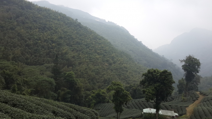 粉嶺族～上山閱讀後到八卦茶園一騎來八卦