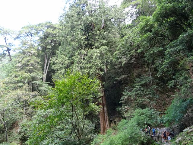 親子旅遊-大雪山森林遊樂區