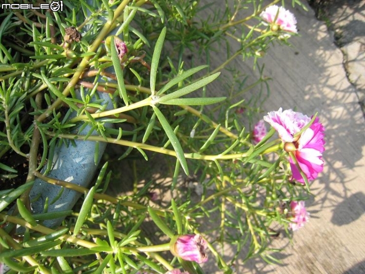 馬齒莧同一株雙色？？