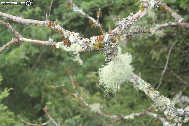 2014.10.04-奇萊南峰.南華山.光被八表-天氣優