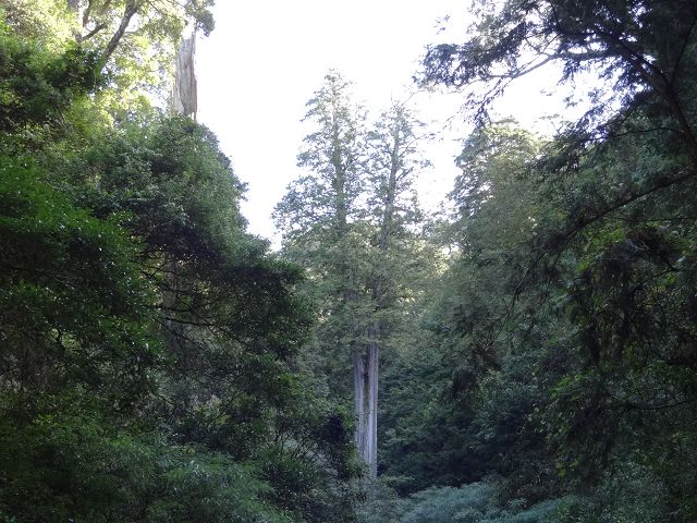 親子旅遊-大雪山森林遊樂區