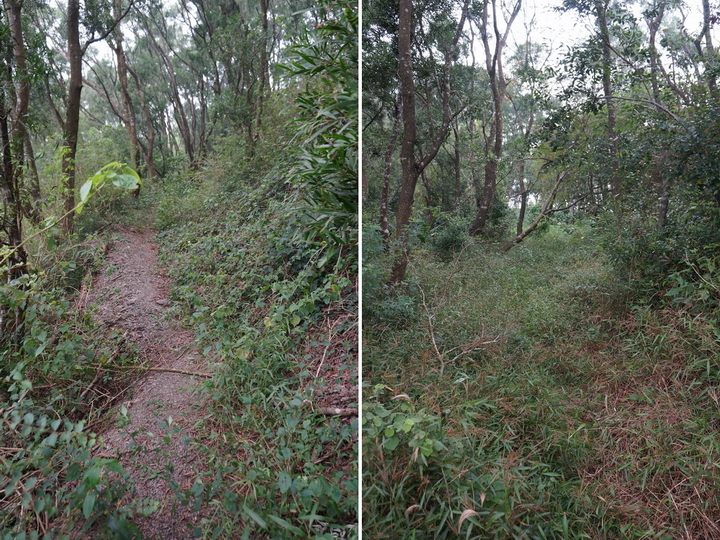 大漢林道行-順登力里山+崁頭窩山+殘念的具馬奴山