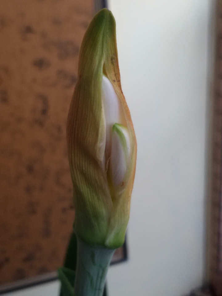 孤挺花有花苞卻不開花