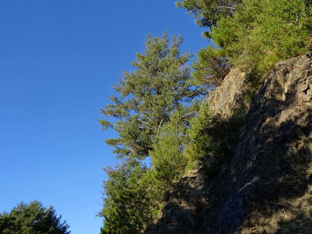 親子旅遊-大雪山森林遊樂區