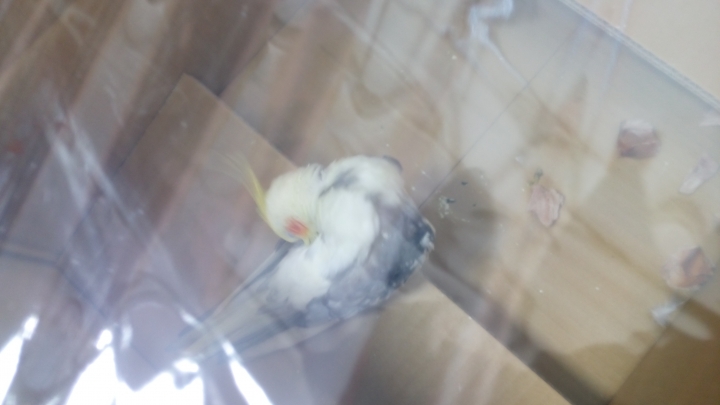 誰家的玄鳳走失了
