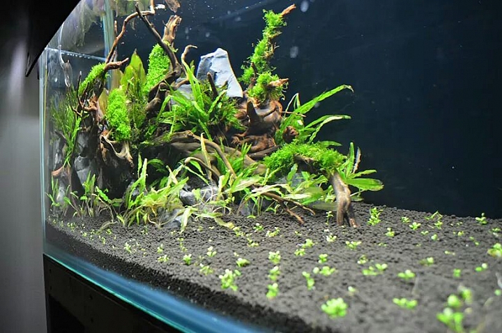 秋意農  草缸開啟