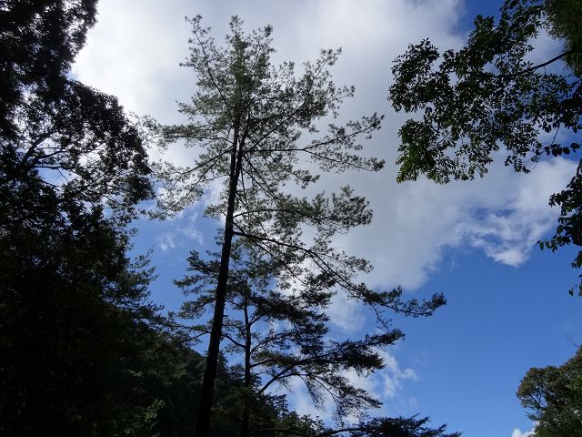 親子旅遊-大雪山森林遊樂區