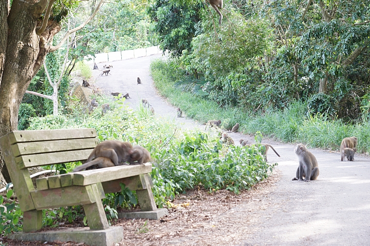 台中後花園-大坑散心[NISSAN SENTRA180 X Energy Saver+ 5000KM輪胎心得分享]