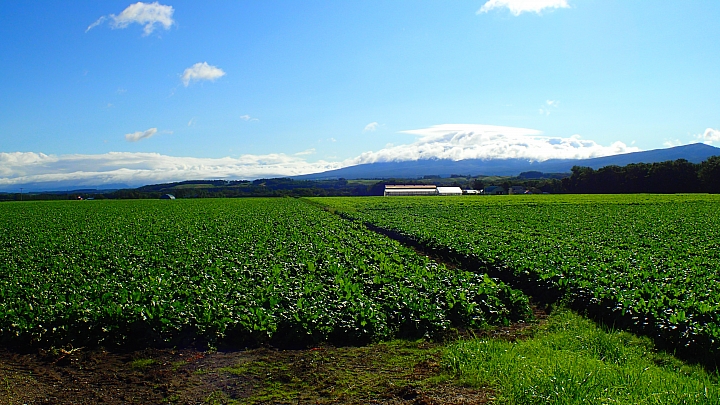 悲情 北海道之旅 完 全日本壓馬路（株）