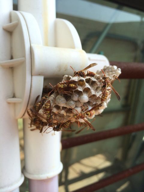 蜜蜂，有沒有關係呢