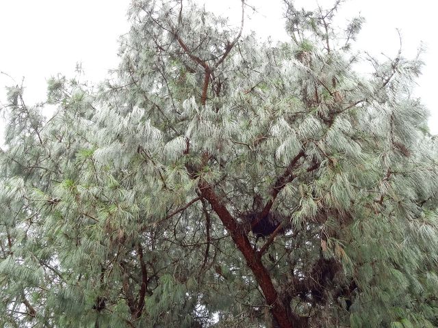 親子旅遊-大雪山森林遊樂區