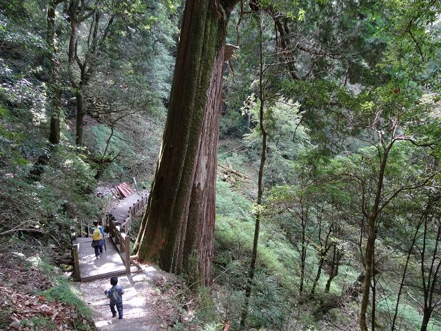 親子旅遊-大雪山森林遊樂區