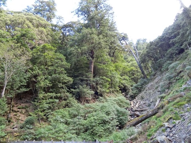 親子旅遊-大雪山森林遊樂區