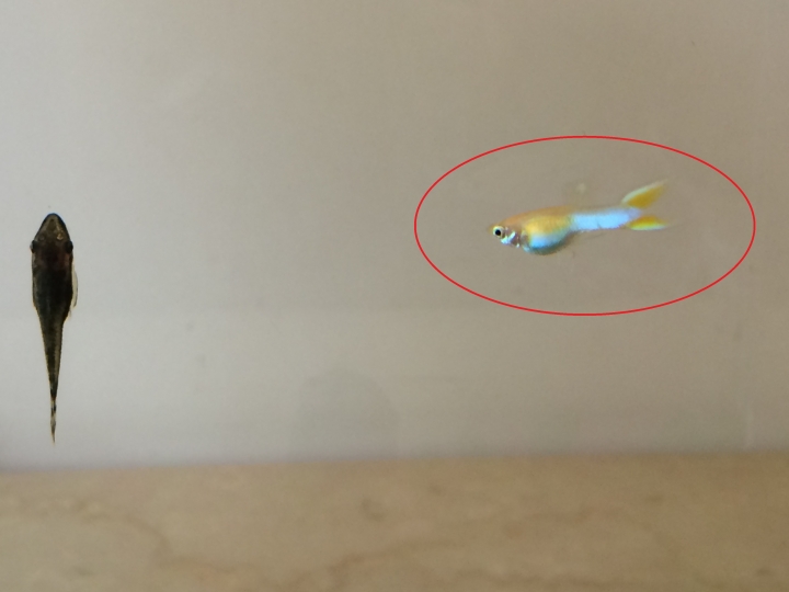幫忙看一下，這條魚是不是懷孕了？
