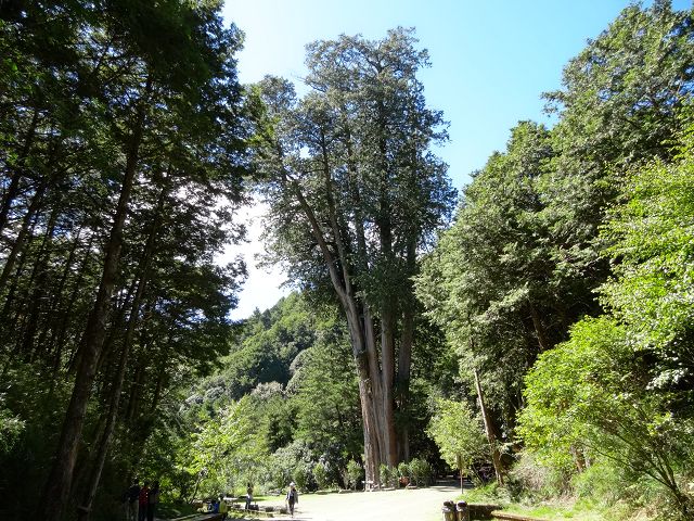 親子旅遊-大雪山森林遊樂區