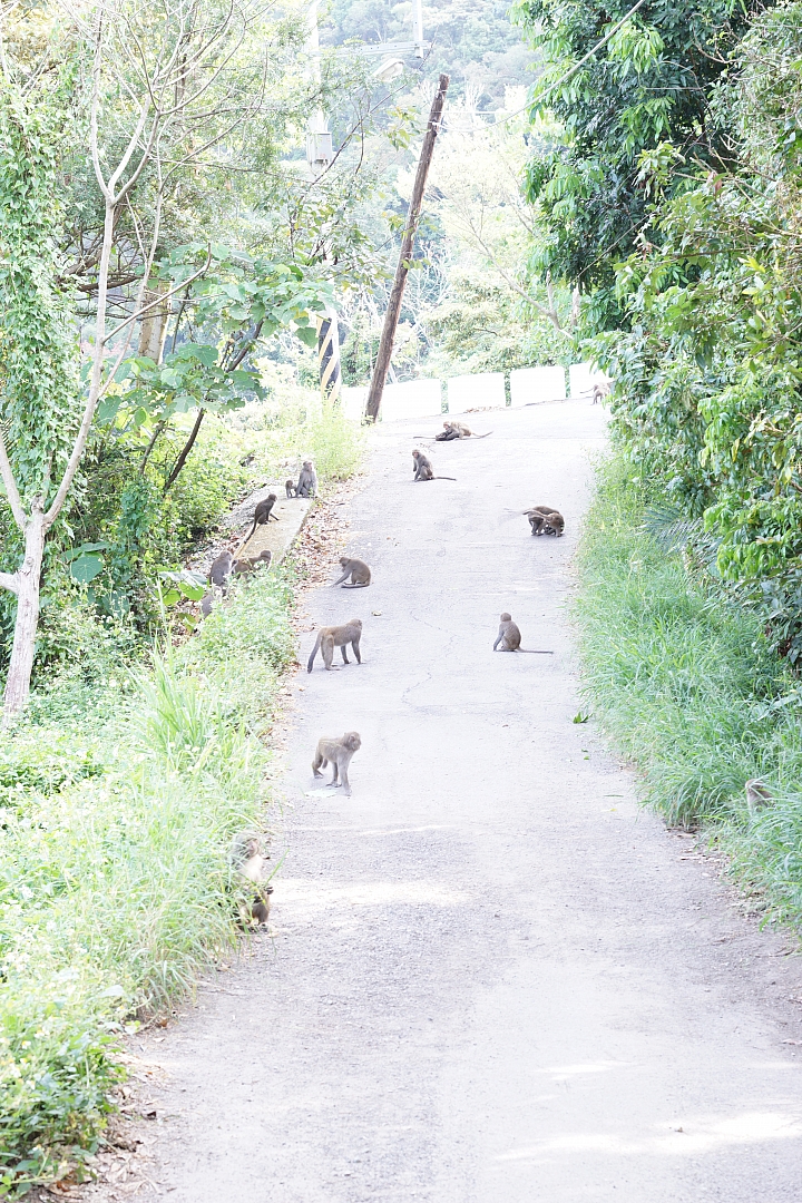 台中後花園-大坑散心[NISSAN SENTRA180 X Energy Saver+ 5000KM輪胎心得分享]