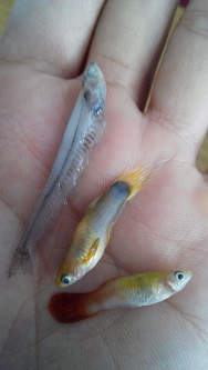 救救我的魚缸！(一直有魚死翹翹)