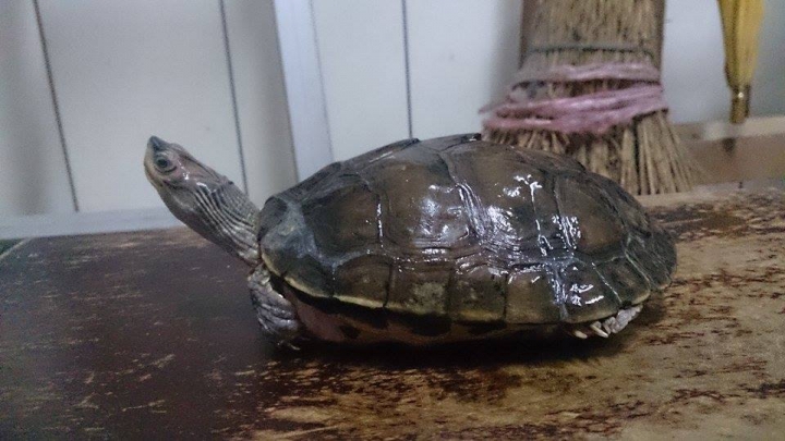 這是什麼烏龜?