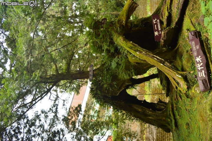2014-10-07-08塔塔加二萬坪之行