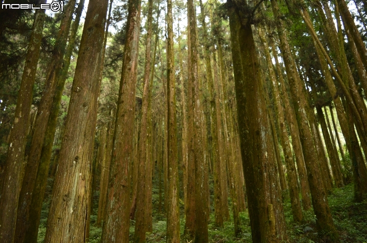 2014-10-07-08塔塔加二萬坪之行