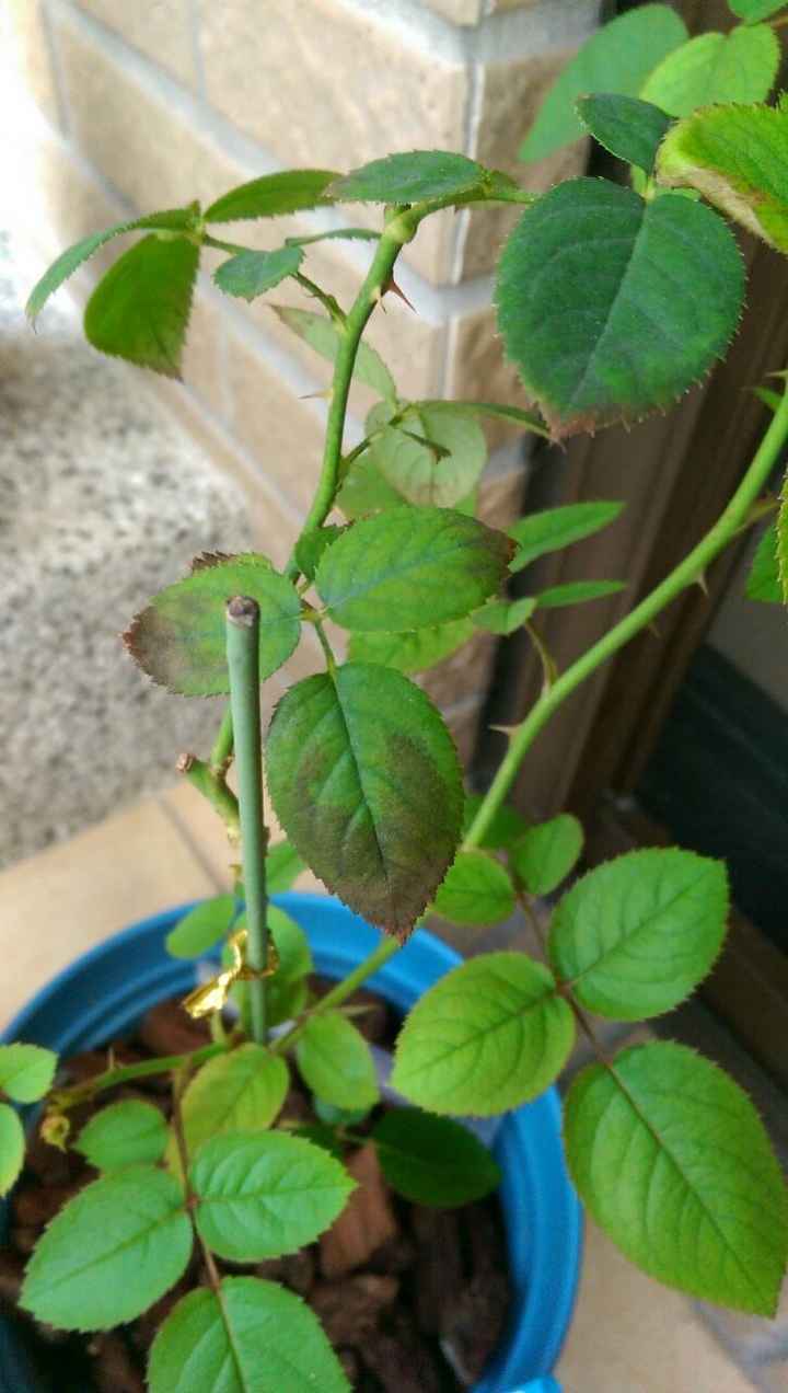 求救-  玫瑰怎麼了??