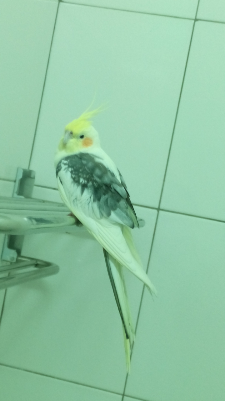 誰家的玄鳳走失了
