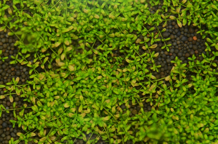 迷你矮珍珠怎麼種? 為什麼黃黃的?