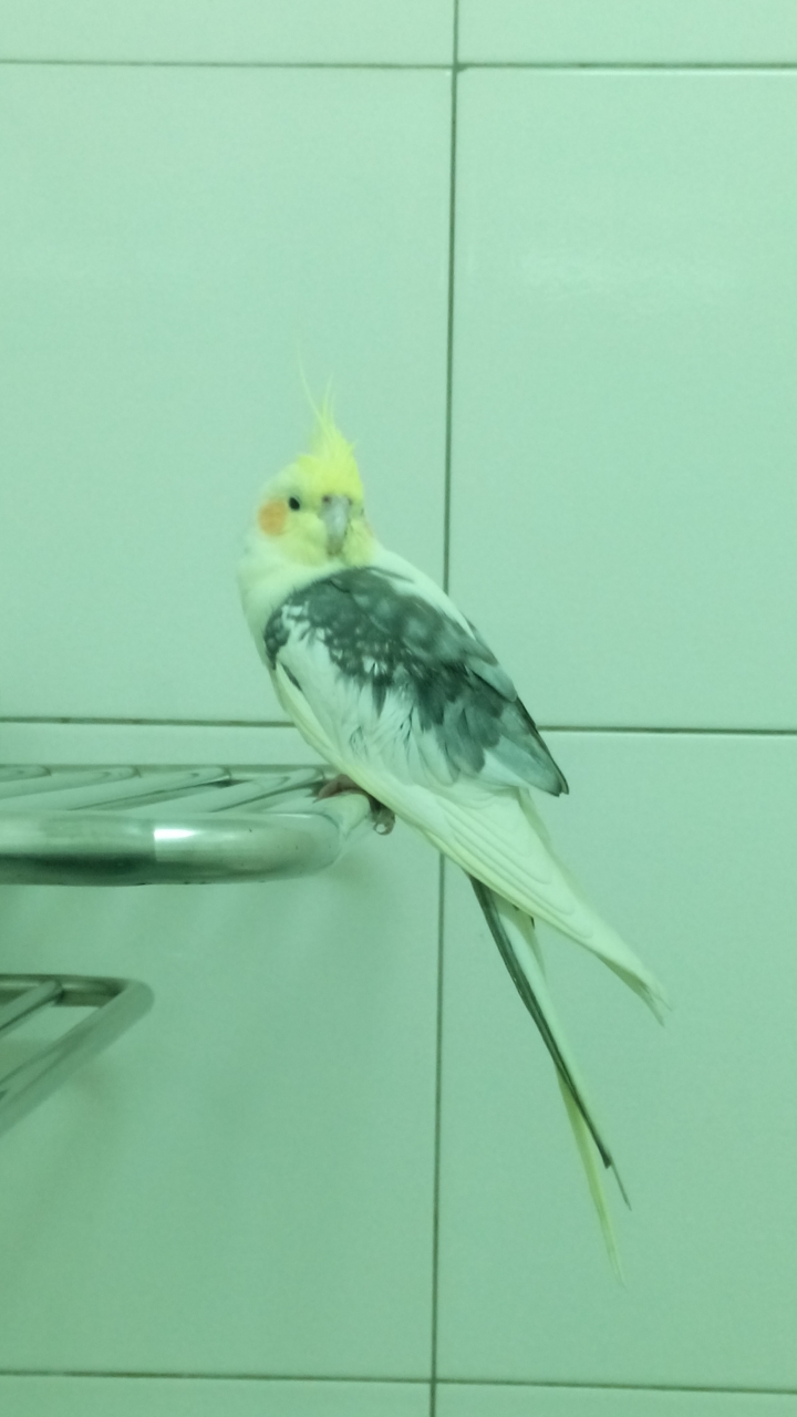 誰家的玄鳳走失了