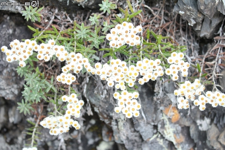 2014.10.04-奇萊南峰.南華山.光被八表-天氣優