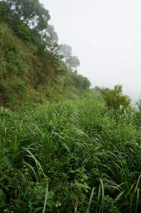 大漢林道行-順登力里山+崁頭窩山+殘念的具馬奴山