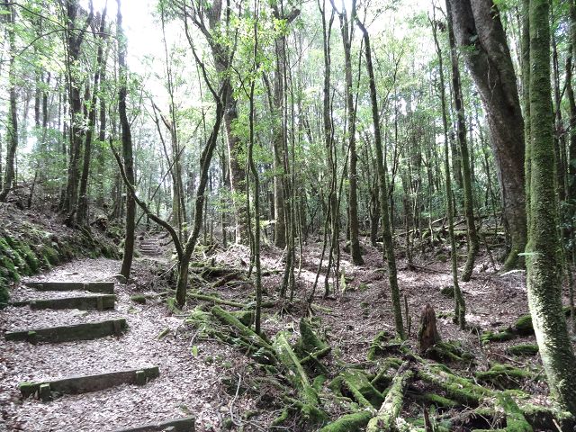 親子旅遊-大雪山森林遊樂區