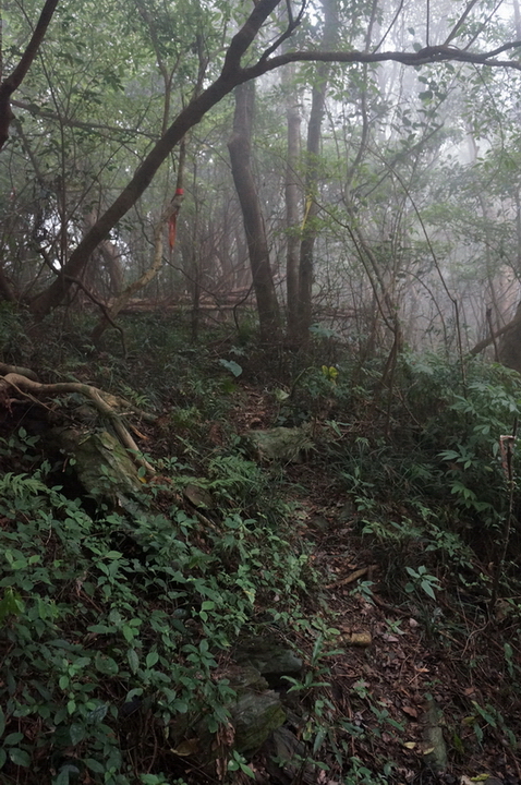大漢林道行-順登力里山+崁頭窩山+殘念的具馬奴山