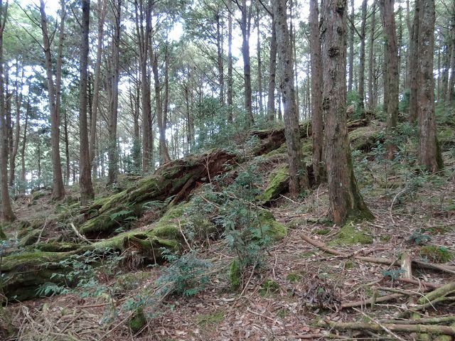 親子旅遊-大雪山森林遊樂區