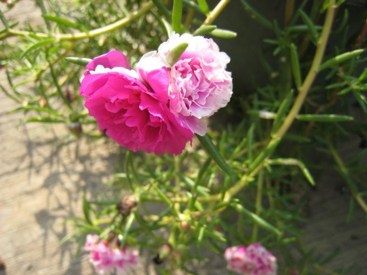 馬齒莧同一株雙色？？