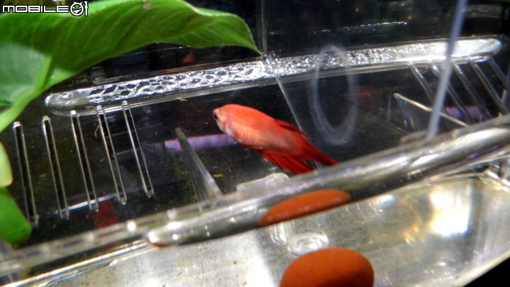 鬥魚夾尾 絲狀澡