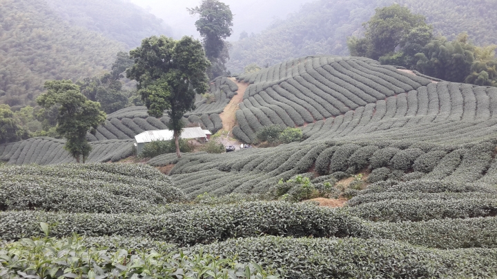 粉嶺族～上山閱讀後到八卦茶園一騎來八卦