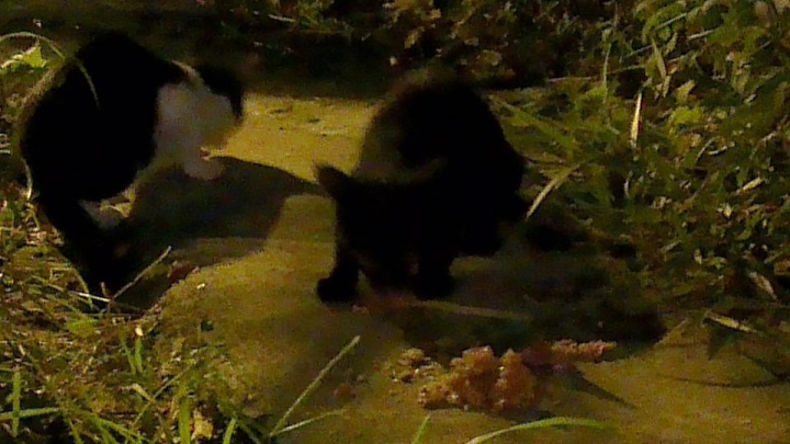 南港車站外的野貓--野貓餵食、TNR的一些問題