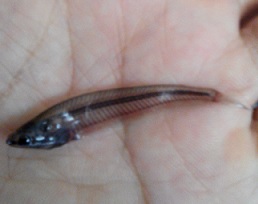 救救我的魚缸！(一直有魚死翹翹)
